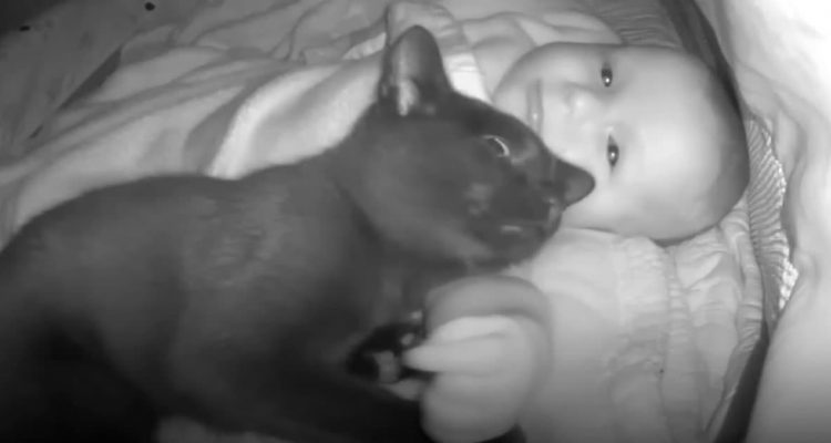 Katze löst nächtlichen Baby-Alarm aus – Der Grund dafür ist unglaublich süß