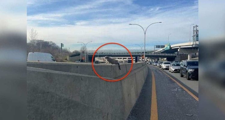 Katze mitten auf der Autobahn gefangen - Mann riskiert sein Leben, um sie zu retten