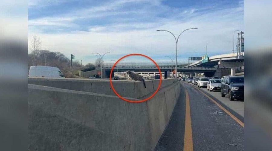 Katze mitten auf der Autobahn gefangen - Mann riskiert sein Leben, um sie zu retten
