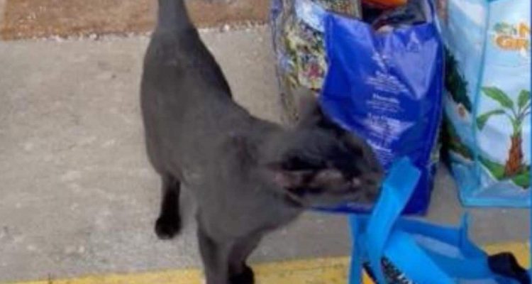 Katze schleicht sich mit Einkauf ins Haus Unfassbar, wie die Familie auf den Eindringling reagiert