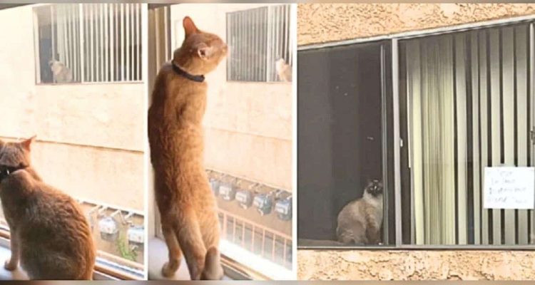 Katze sieht andere Katze in Wohnung gegenüber: Was dann folgt, ist eine unglaubliche Geschichte