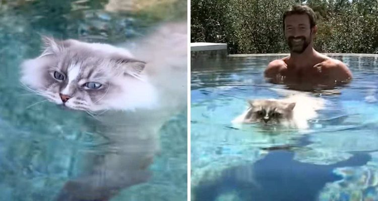 Katze springt ins Wasser