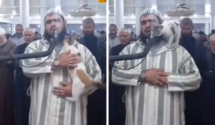 Katze stört Gebet von Imam - Seine Reaktion ist einfach toll