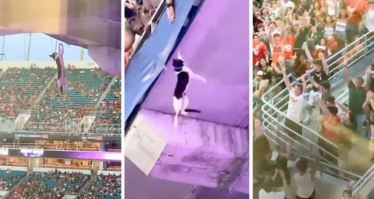 Katze stürzt bei Football-Spiel von Tribüne - was die Zuschauer dann tun, sorgt für riesigen Jubel