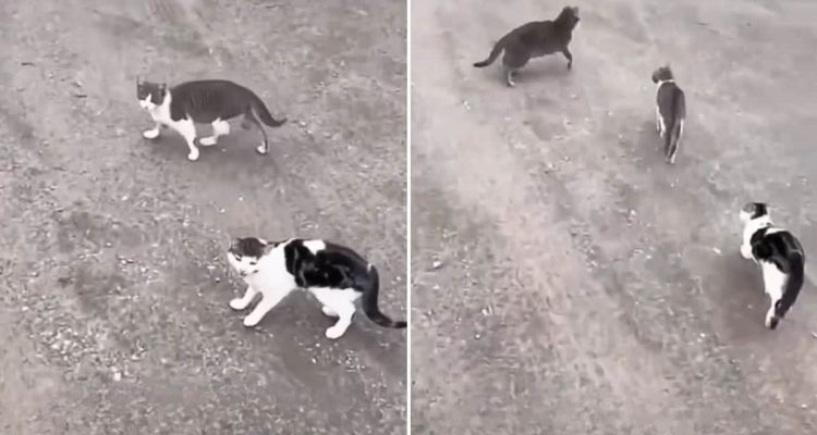 Katzen fordern Bäuerin zum Mitkommen auf: Als sie ihnen folgt, gibt es eine wundervolle Überraschung