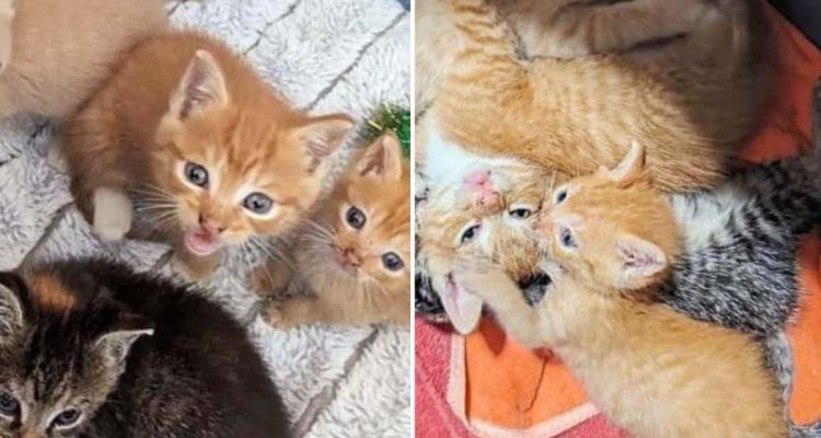 Katzenmama mit Babys gerettet Was das schwächste Kitten vollbringt, grenzt an ein Wunder