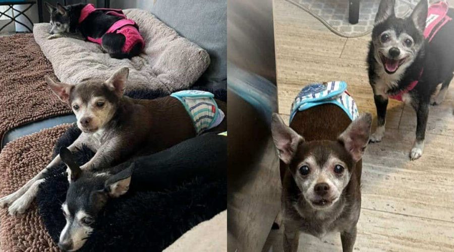 Kein Platz im Tierheim Frau rettet kleine Chihuahua-Familie vor der Einschläferung