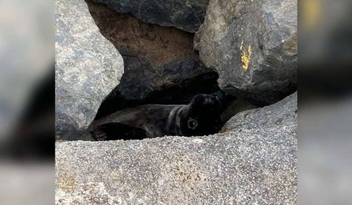 “Keine normale Rettungsaktion” - was Tierretter in einem Felsspalt finden, ist einfach unglaublich