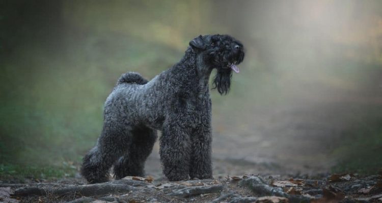 Kerry Blue Terrier im Porträt