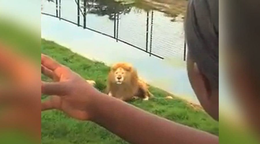 Kinder werfen Fußball in Löwen-Gehege - Mit der Reaktion des Löwen hätte niemand gerechnet