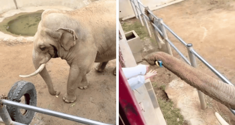 Kinderschuh fällt ins Elefantengehege - Die Reaktion des Elefanten ist einfach nur herzerwärmend