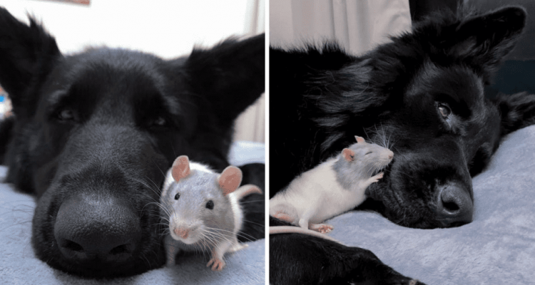 Kleine Ratte liebt es, mit Schäferhund zu kuscheln – die süßen Bilder verzaubern das Internet
