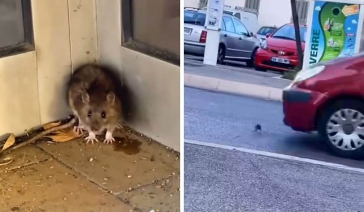 Kleine Ratte rennt panisch auf stark befahrene Straße – Was dann passiert, ist kaum zu fassen