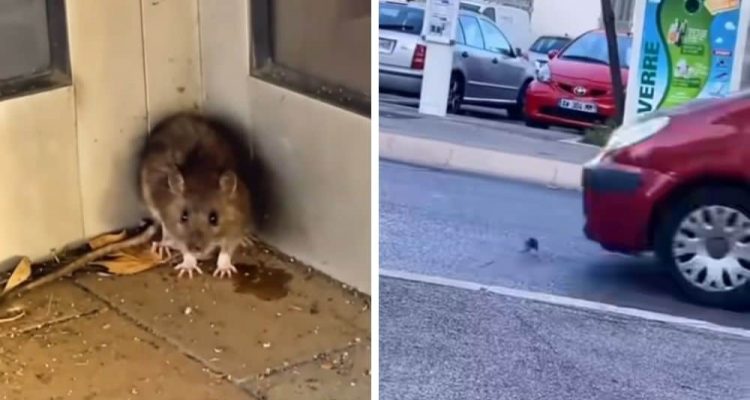 Kleine Ratte rennt panisch auf stark befahrene Straße – Was dann passiert, ist kaum zu fassen