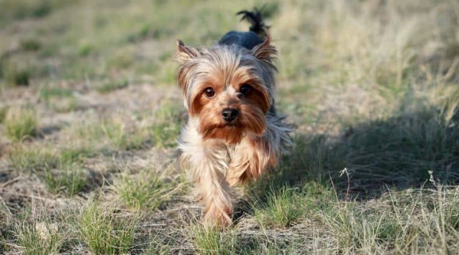 Die 9 Besten Kleinen Wachhunde Rassen (mit Bildern & Infos)