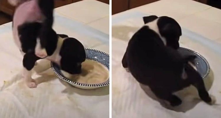 Kleiner Hund macht beim Fressen Handstand und landet fast im Napf – Das ganze Internet lacht