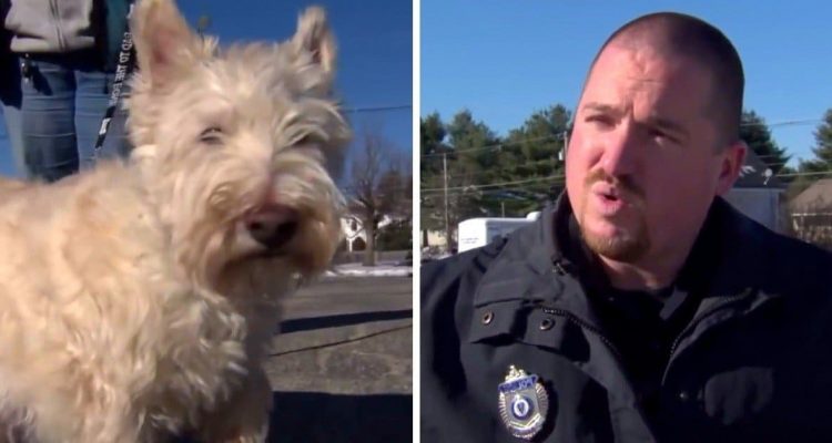 Kleiner Hund ruft Polizei um Hilfe Wem er damit helfen will, geht direkt ins Herz