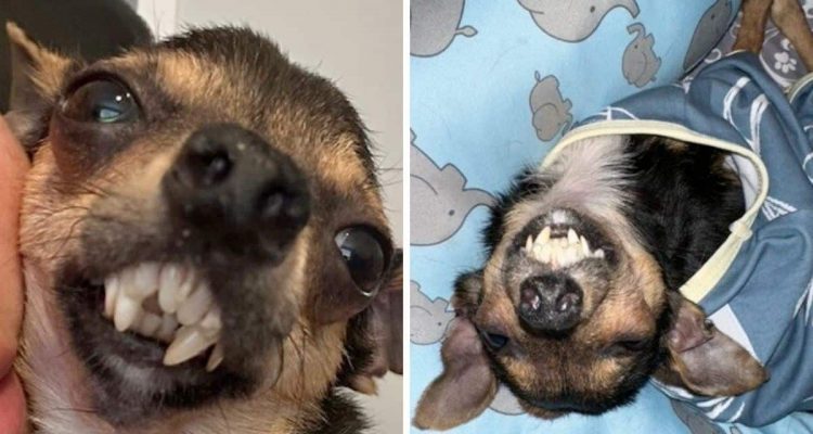 Kleiner Hund sieht aus wie ein Vampir - wie er trotzdem eine Familie findet, macht das Herz froh