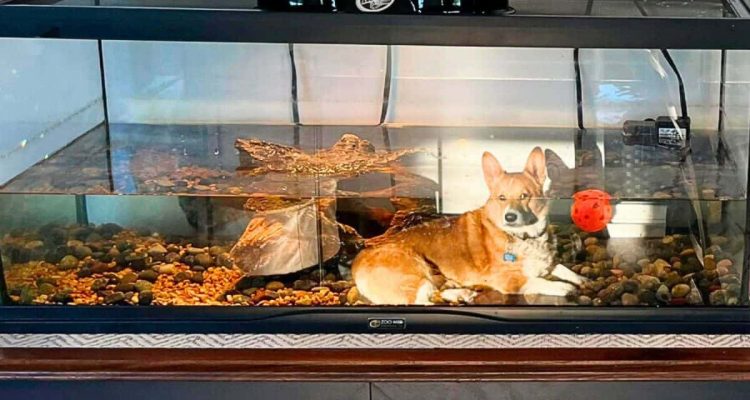 Kleiner Hund sitzt seelenruhig im Aquarium unter Wasser