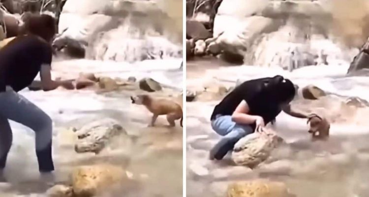 Kleiner Hund steht weinend im Fluss - wie eine Frau ihm hilft, ist einfach bezaubernd
