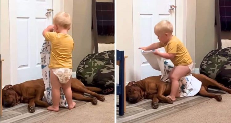 Kleiner Junge entdeckt seinen schlafenden Hund- Was er dann tut, ist einfach zuckersüß