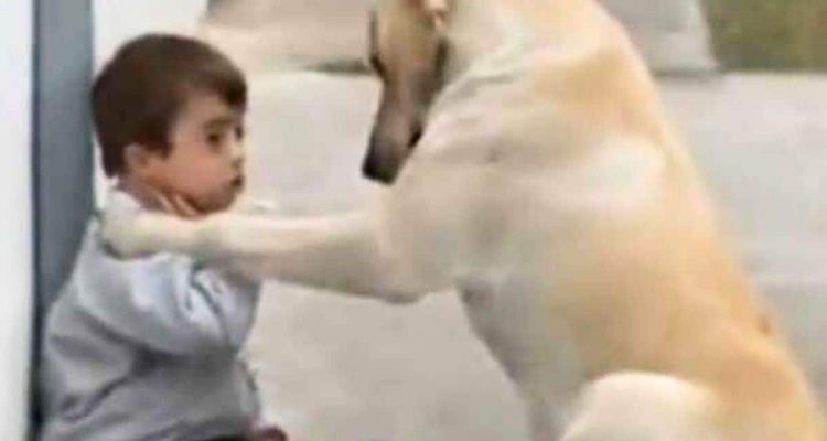 Kleiner Junge mit Down-Syndrom meidet Kontakt - doch dieser Hund lockt ihn liebevoll aus der Reserve