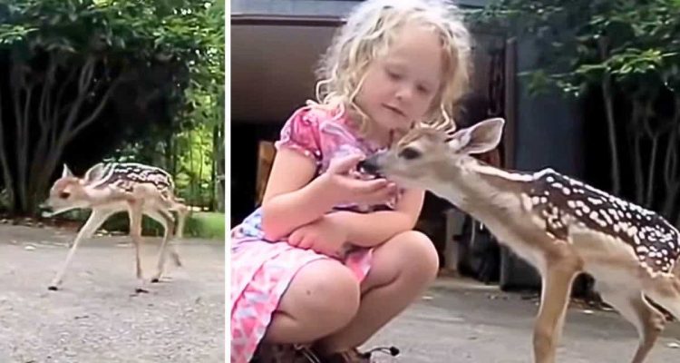 Kleines Baby-Reh stolpert in einen Garten - was dann passiert, ist wie im Märchen