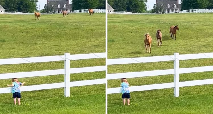 Kleines Kind trommelt auf Zaun einer Pferdeweide – Was dann passiert, fühlt sich an wie Magie