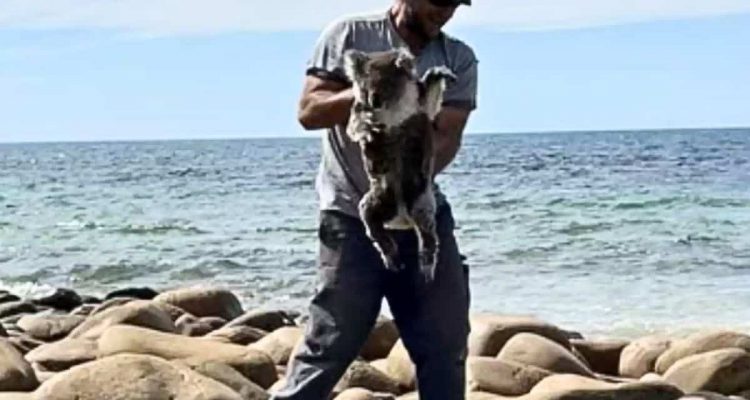 Koala-Dame steckt auf Steinen im Meer fest- Bei ihrer Rettung offenbart sie dieses süße Geheimnis