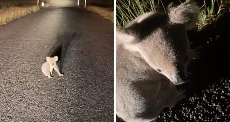 Koala sitzt nachts auf einer Straße