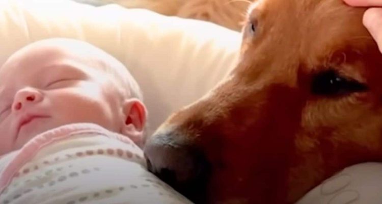 Prince of the family: Nobody would have expected how this golden retriever reacts when a baby arrives