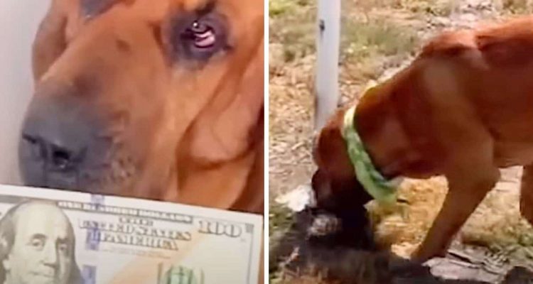 Können Hunde Geld riechen? Frau versteckt Geldschein und stellt ihren Hund auf die Probe