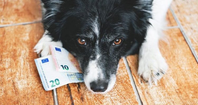 Kosten Hund pro Monat