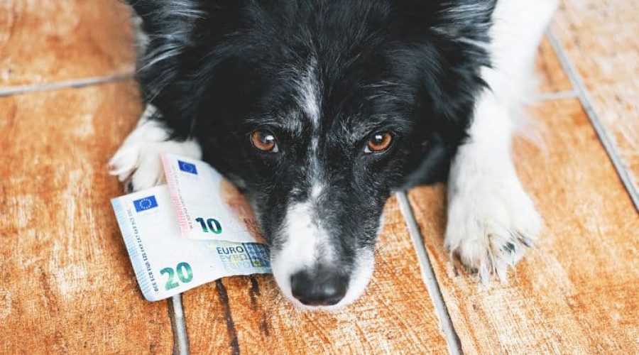 Kosten Hund pro Monat