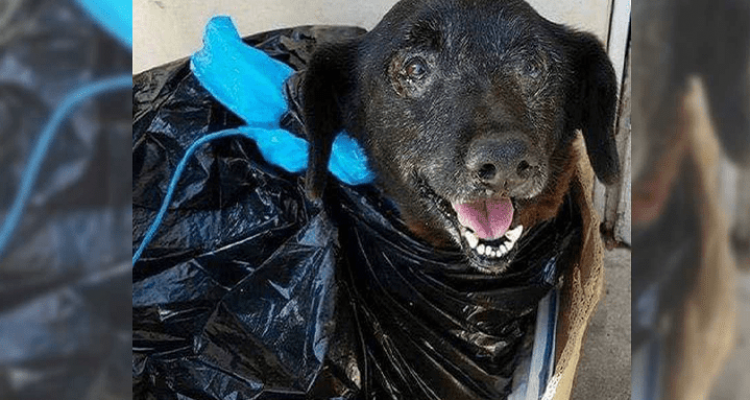 Kranker Hund im Müllsack im Tierheim abgegeben!