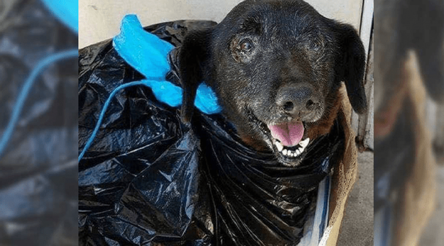 Kranker Hund im Müllsack im Tierheim abgegeben!
