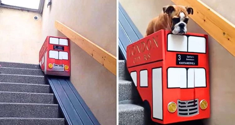 Kranker Hund kann keine Treppen mehr benutzen - wie sein Herrchen das Problem löst, ist genial