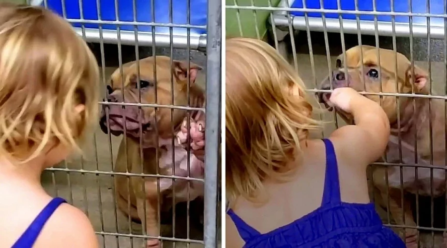 Kranker Pitbull im Tierheim soll eingeschläfert werden - bis dieses 2-jährige Mädchen…