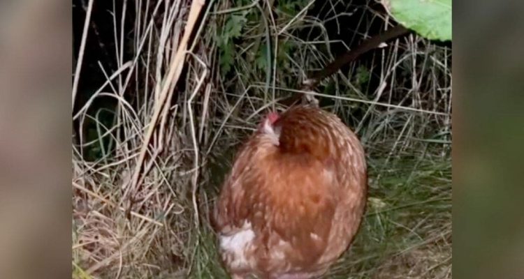 Krankes Hühnchen herzlos im Wald ausgesetzt – wie diese Frau dem armen Tier hilft, ist großartig