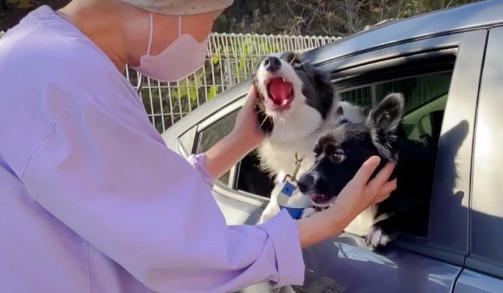Krebskranke Frau sieht nach langer Zeit ihre Hunde wieder: Ihre Reaktion geht unter die Haut