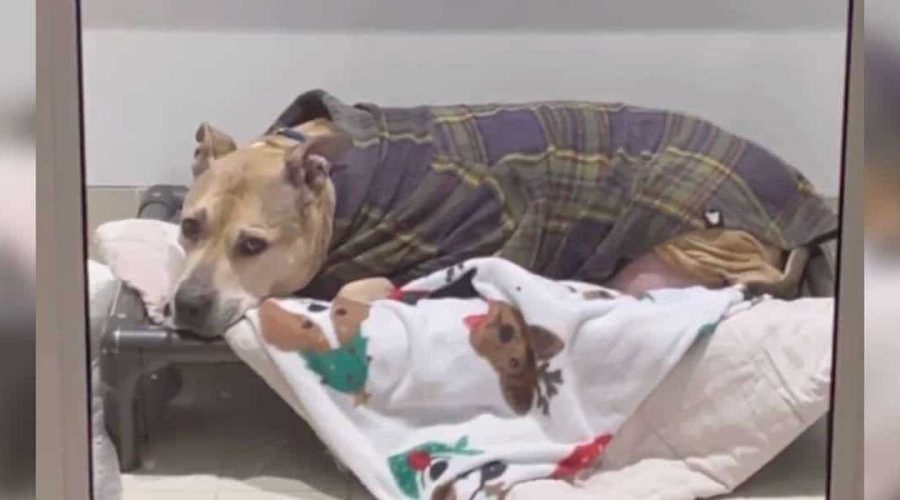 Krebskranker Hund wartet seit 10 Jahren auf Familie - Tierheim gibt Hoffnung auf, bis eines Tages…