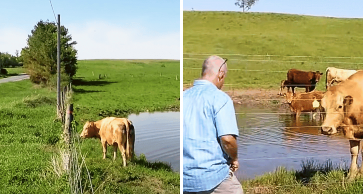 Kuh steht neben elektrischem Zaun: Als ein Mann sich nähert, sieht er, warum sie sich nicht rührt