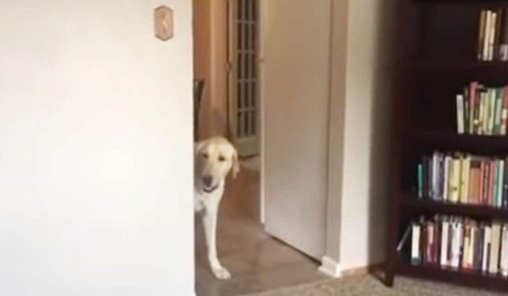 Labrador hat Angst vor Teppich - was er dann tut, zaubert allen ein Lachen ins Gesicht