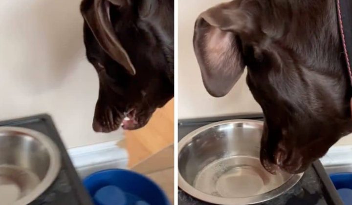 Labrador trinkt zum ersten Mal Sprudelwasser - Seine Reaktion sorgt für heftige Lachtränen