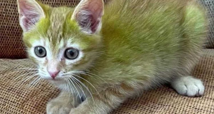 Ladenbesitzer adoptiert Babykatze - als er ihre Fellfarbe sieht, kann er es kaum glauben