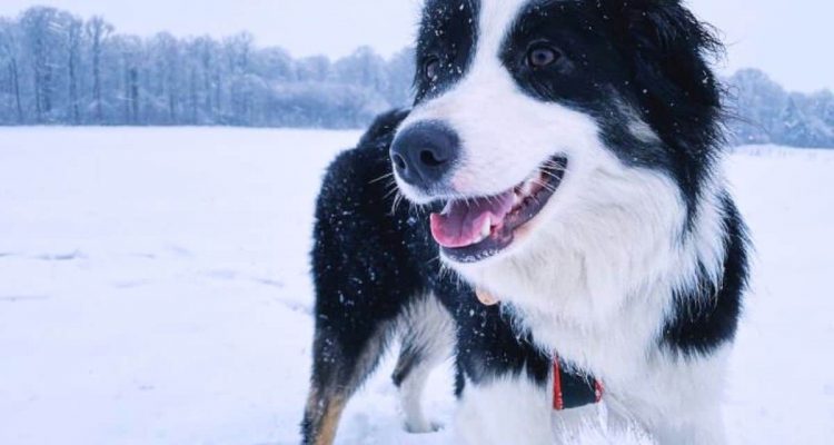 Legt fast 300 Kilometer über Eis zurück: Das Abenteuer eines Hundes verschlägt der Welt die Sprache