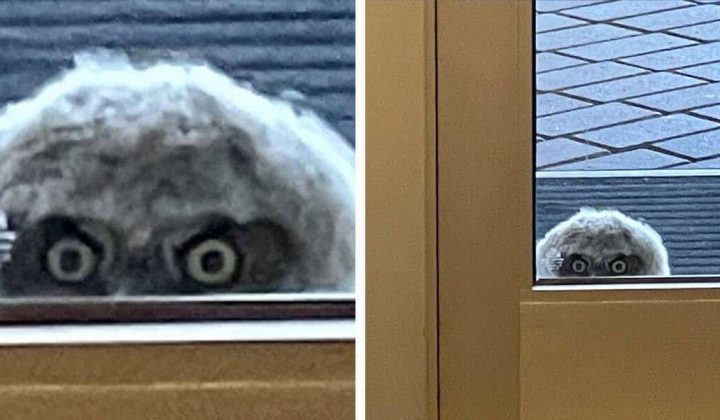 Lehrer fühlt sich beobachtet Als er durchs Fenster blickt, kann er nicht fassen, was ihn anstarrt