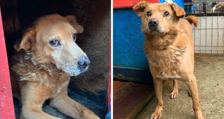 Leidet seit 8 Jahren im Tierheim- Der liebenswerte Oliver würde so gern endlich glücklich werden