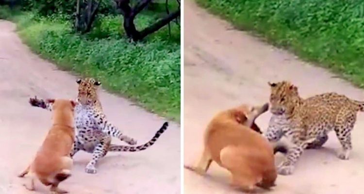 Leopard schleicht sich an Hund heran - Wie der Hund ihn dann in die Flucht schlägt, ist unglaublich