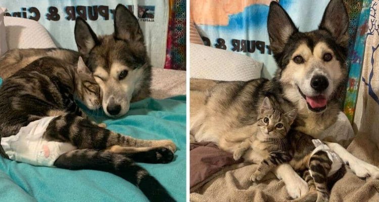 Liebe auf den ersten Blick Tierheim Hund und Katze werden beste Freunde – süßes Video geht viral